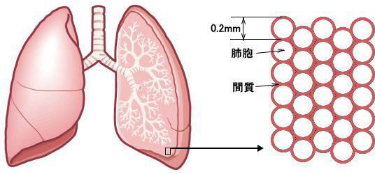 肺の間質